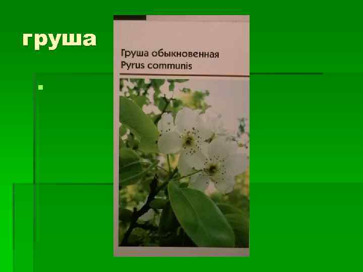 груша § 