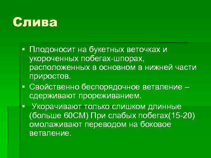 Слива § Плодоносит на букетных веточках и  укороченных побегах-шпорах,  расположенных в основном