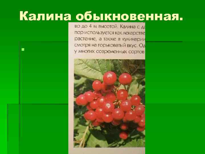 Калина обыкновенная.  § 