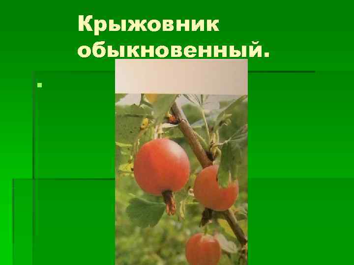   Крыжовник обыкновенный. § 
