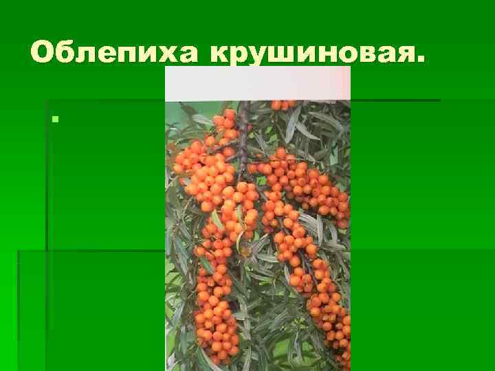 Облепиха крушиновая.  § 