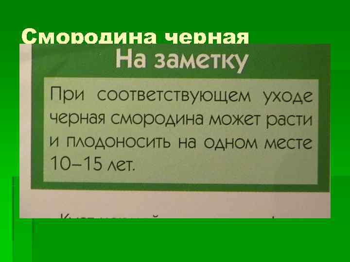 Смородина черная 