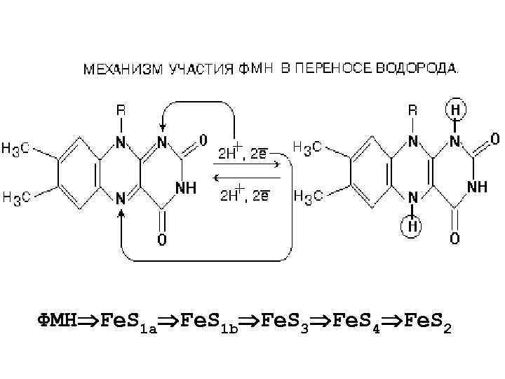 ФМН Fe. S 1 a Fe. S 1 b Fe. S 3 Fe. S