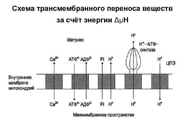 Схема трансмембранного переноса веществ  за счёт энергии ΔμН 