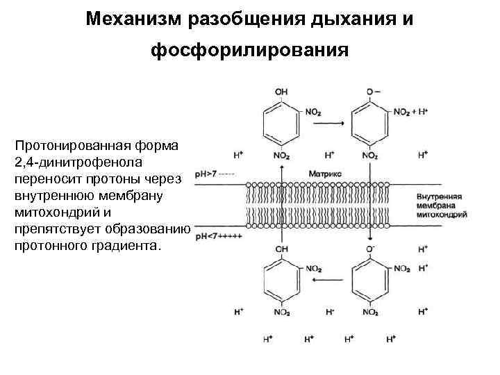 Разобщение. Механизм разобщения окисления и фосфорилирования. Разобщение тканевого дыхания и окислительного фосфорилирования. Разобщение процессов окисления и фосфорилирования. Разобщение дыхания и фосфорилирования биохимия.