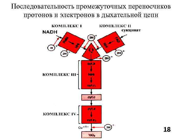 Последовательность промежуточных переносчиков  протонов и электронов в дыхательной цепи    18