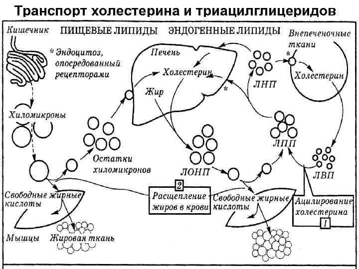 Схема лхат реакции