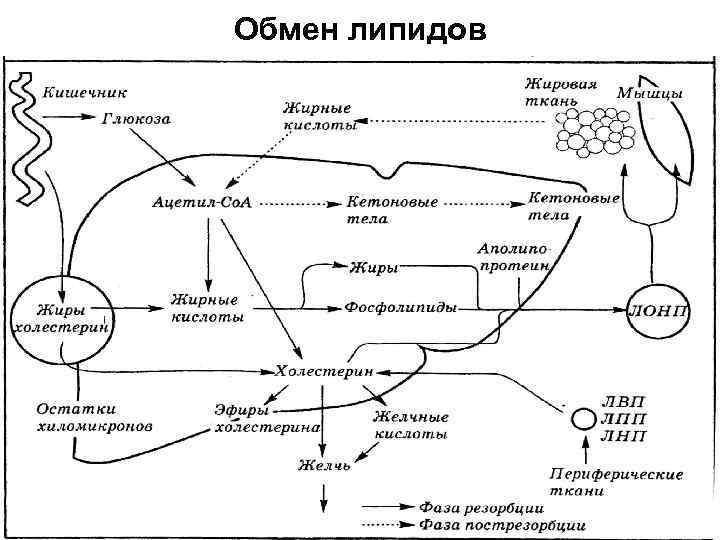 Метаболизм биохимия схема