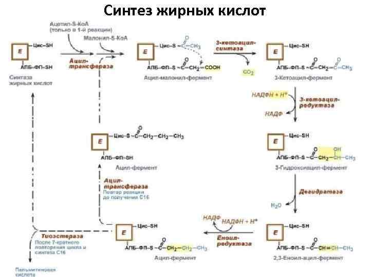 Синтез жирных кислот биохимия схема