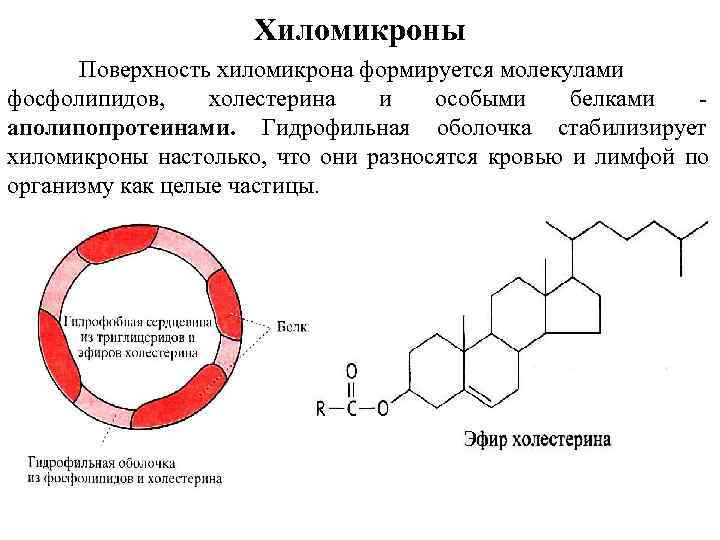 Схема строения хиломикрона