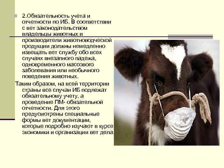 n 2. Обязательность учета и  отчетности по ИБ. В соответствии  с вет