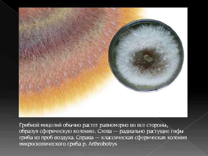 Грибной мицелий обычно растет равномерно во все стороны,  образуя сферическую колонию. Слева —