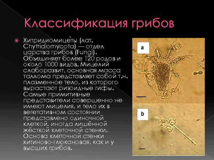   Классификация грибов Хитридиомице ты (лат. Chytridiomycota) — отдел царства грибов (Fungi). Объединяет