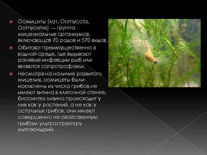  Оомицеты (лат. Oomycota,  Oomycetes) — группа  мицелиальных организмов,  включающая 70