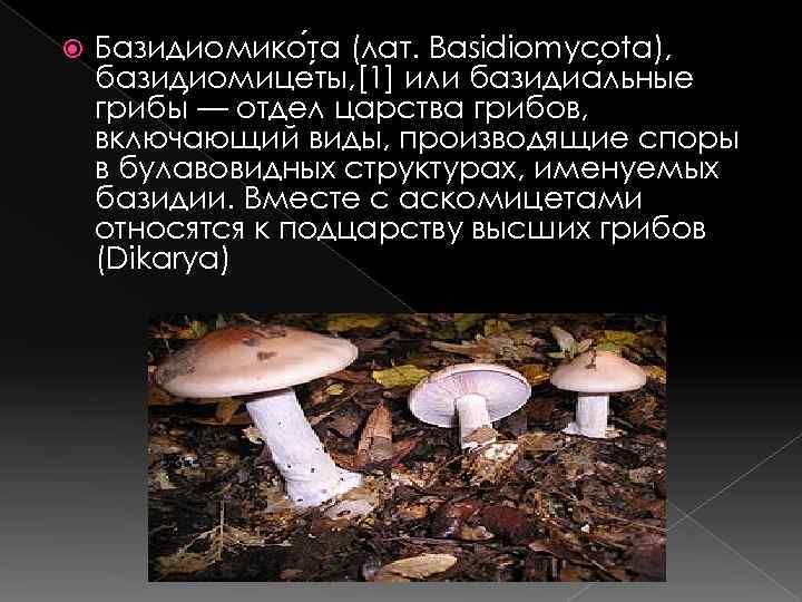   Базидиомико та (лат. Basidiomycota), базидиомице ты, [1] или базидиа льные грибы —