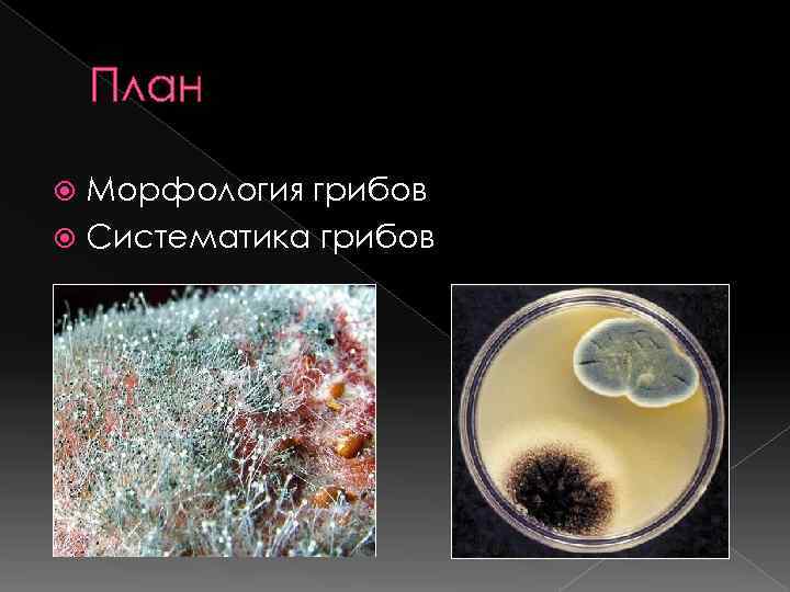   План  Морфология грибов  Систематика грибов 