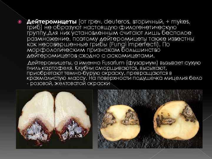  Дейтеромицеты [от греч. deuteros, вторичный, + mykes, гриб] не образуют настоящую филогенетическую