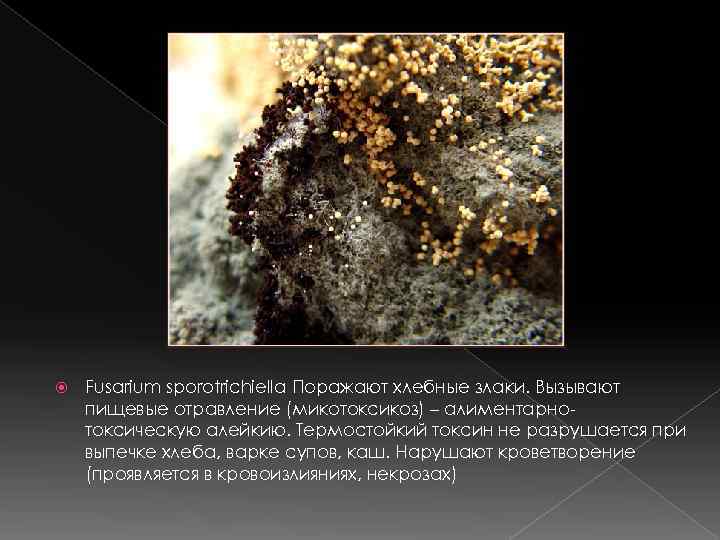  Fusarium sporotrichiella Поражают хлебные злаки. Вызывают пищевые отравление (микотоксикоз) – алиментарно- токсическую