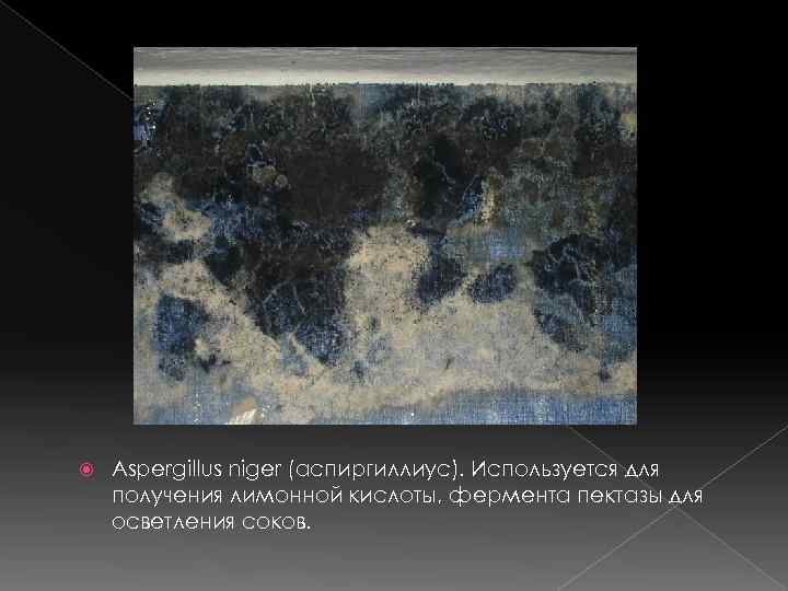   Aspergillus niger (аспиргиллиус). Используется для получения лимонной кислоты, фермента пектазы для осветления