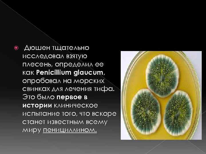  Дюшен тщательно исследовал взятую плесень, определил ее как Penicillium glaucum, опробовал на морских