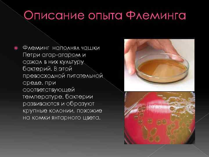   Описание опыта Флеминг наполнял чашки Петри агар-агаром и сажал в них культуру