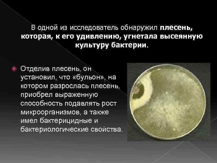  В одной из исследователь обнаружил плесень, которая, к его удивлению, угнетала высеянную 