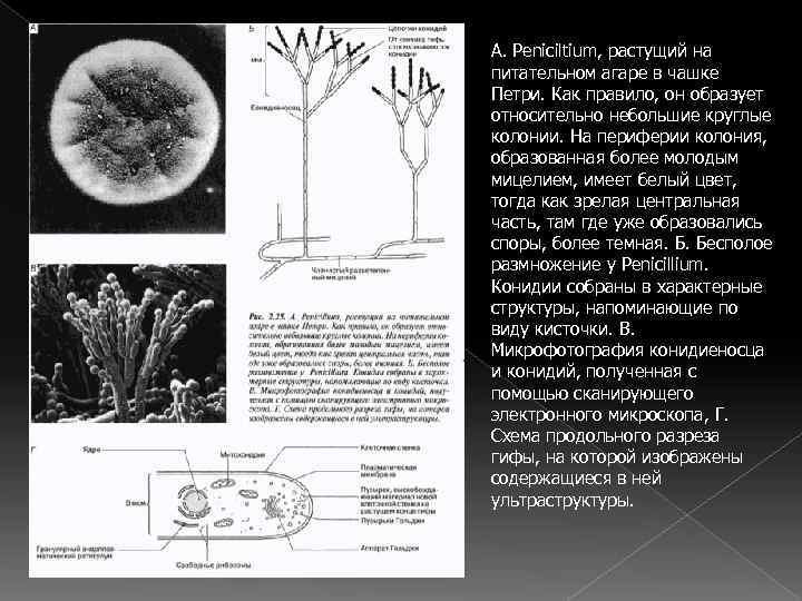 A. Peniciltium, растущий на питательном агаре в чашке Петри. Как правило, он образует относительно