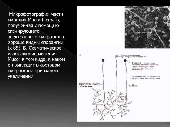  Микрофотография части мицелия Mucor hiemalis,  полученная с помощью сканирующего электронного микроскопа. 