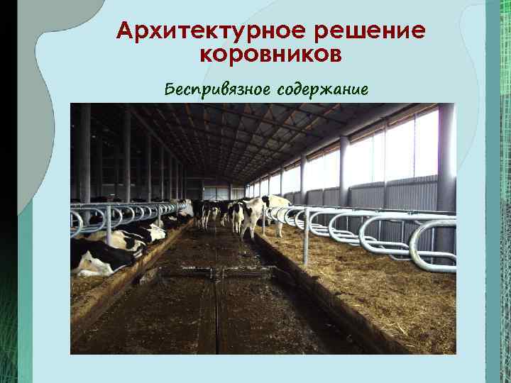 Архитектурное решение  коровников  Беспривязное содержание 
