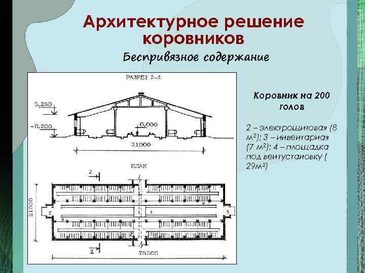 Архитектурное решение  коровников  Беспривязное содержание     Коровник на 200