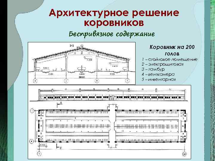 Коровник на 20 голов проект