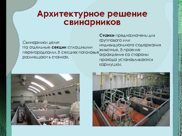  Архитектурное решение  свинарников      Станки предназначены для 