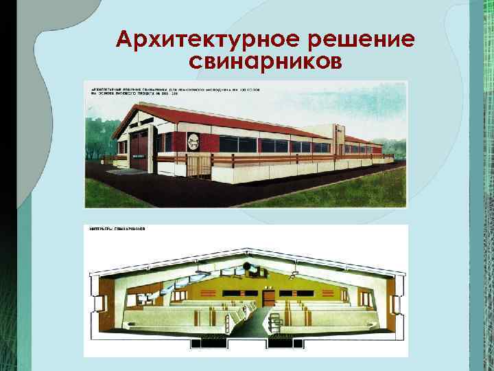 Архитектурное решение свинарников 