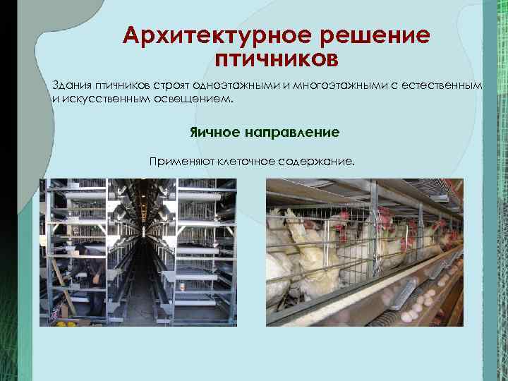    Архитектурное решение   птичников Здания птичников строят одноэтажными и многоэтажными