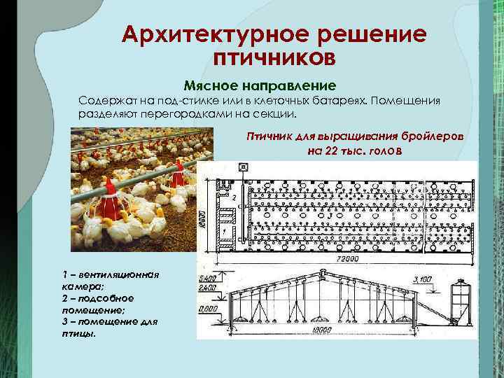    Архитектурное решение   птичников     Мясное направление
