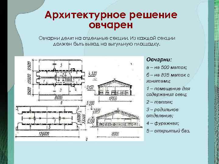 Строительство овчарни для овец на 100 голов проект