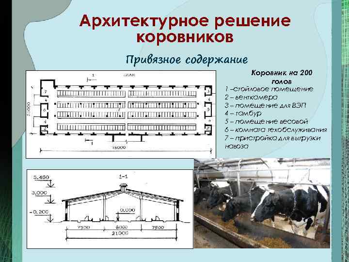 Архитектурное решение  коровников Привязное содержание      Коровник на 200