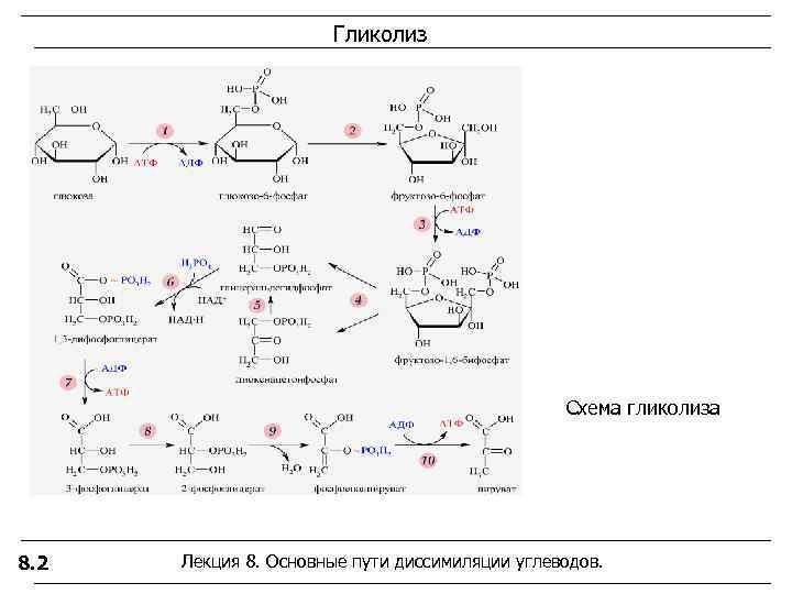 Образование атф гликолиз. Аэробный гликолиз формула. Схема анаэробного гликолиза биохимия. 11 Реакция анаэробного гликолиза. Аэробный гликолиз 11 реакций.
