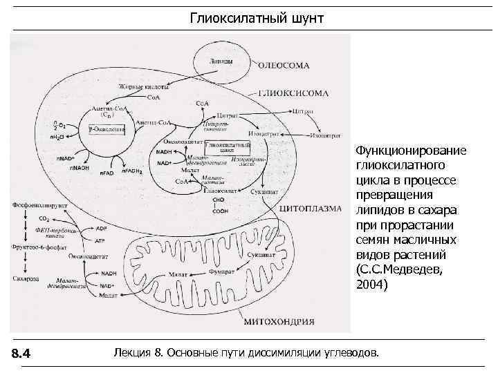 Схема глиоксилатного цикла