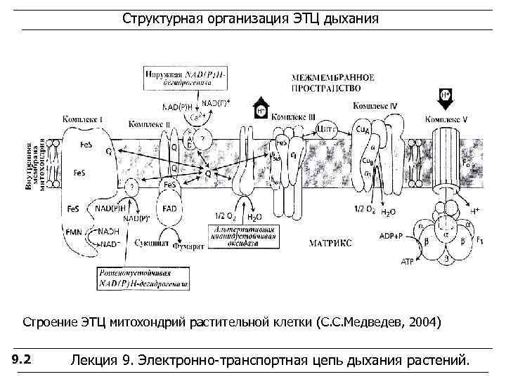 Электронно транспортная цепь схема