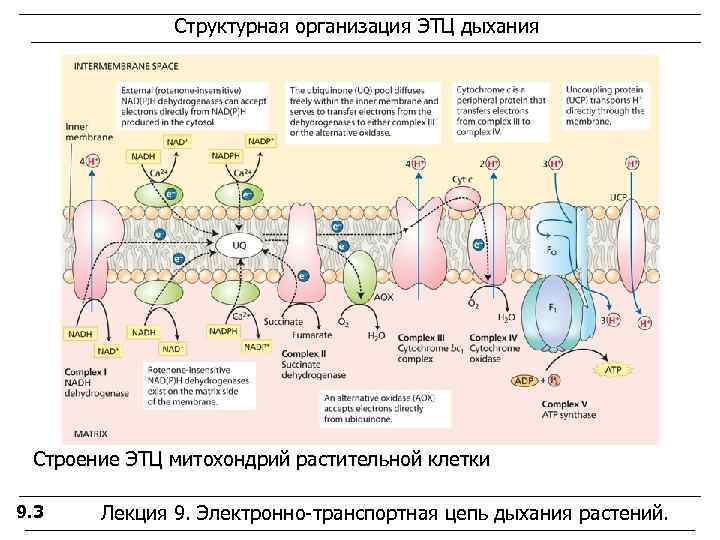    Структурная организация ЭТЦ дыхания Строение ЭТЦ митохондрий растительной клетки 9. 3