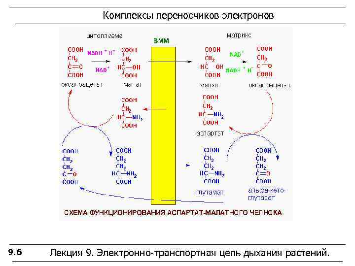     Комплексы переносчиков электронов 9. 6  Лекция 9. Электронно-транспортная цепь