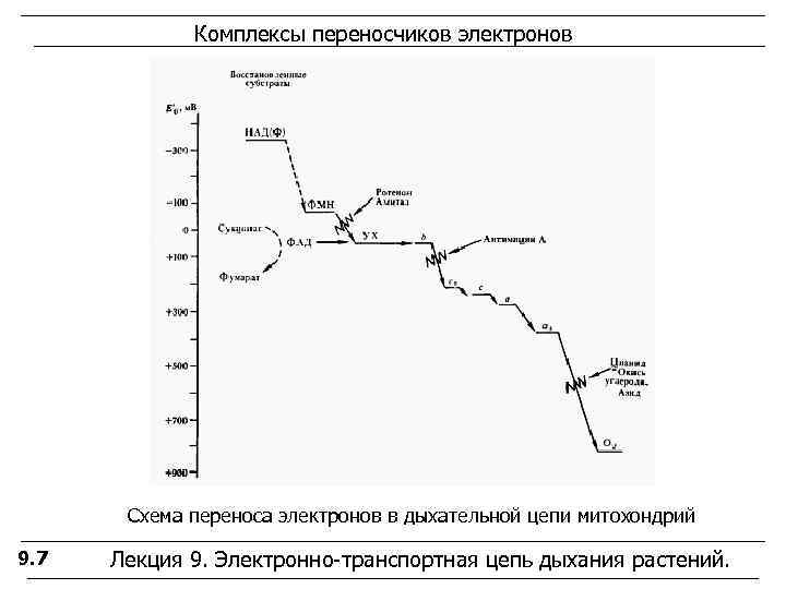    Комплексы переносчиков электронов  Схема переноса электронов в дыхательной цепи митохондрий
