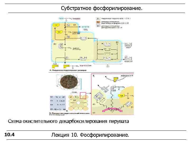 Окислительное фосфорилирование обобщенная схема