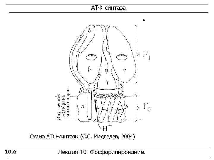      АТФ-синтаза.   Схема АТФ-синтазы (С. С. Медведев, 2004)