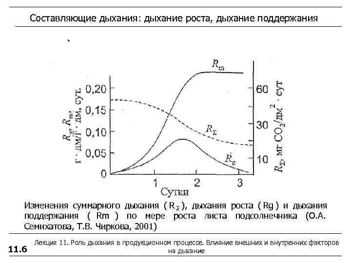   Составляющие дыхания: дыхание роста, дыхание поддержания  Изменения суммарного дыхания ( R