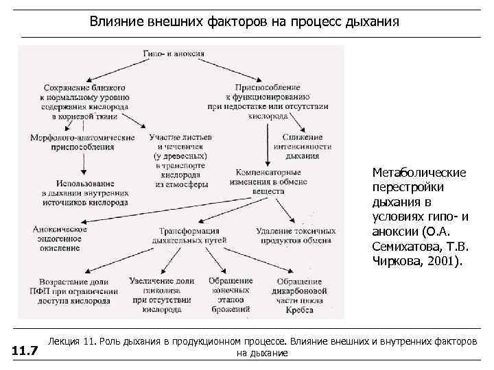     Влияние внешних факторов на процесс дыхания    