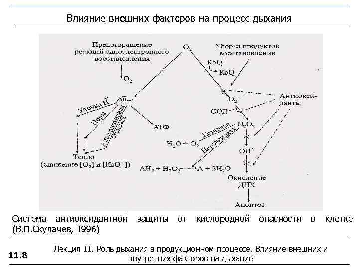   Влияние внешних факторов на процесс дыхания Система антиоксидантной защиты  от 