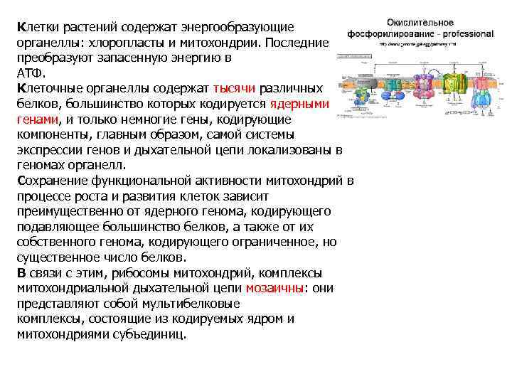 Клетки растений содержат энергообразующие органеллы: хлоропласты и митохондрии. Последние преобразуют запасенную энергию в АТФ.