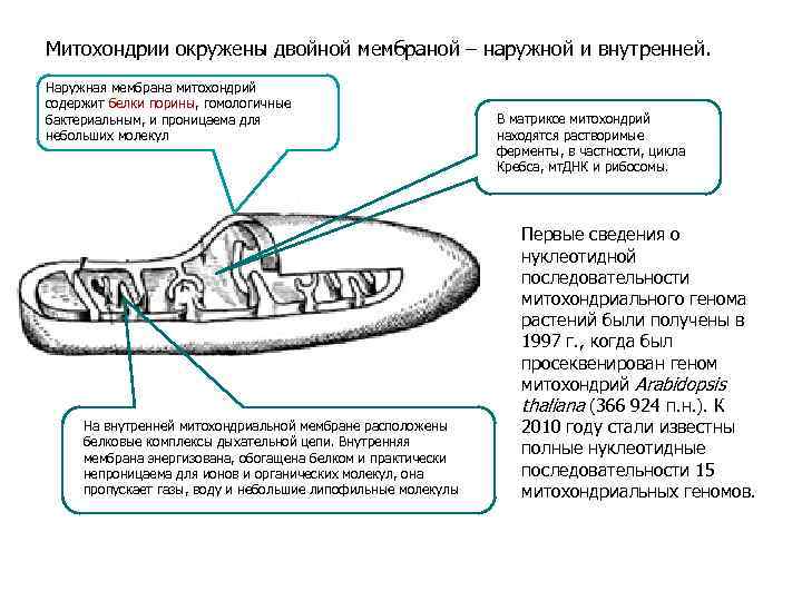 Мембрана митохондрий. Наружная мембрана митохондрий. Внутренняя мембрана митохондрий непроницаема для. Внутренняя мембрана митохондрий содержит ферменты. Внешняя мембрана митохондрий.